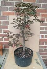 Grafted japanese maple for sale  Morrow