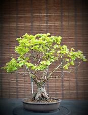 Bonsai acero tridente usato  Vottignasco