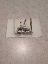 Postcard early vintage for sale  Shreve