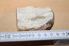 Fossilien versteinertes holz gebraucht kaufen  Gevelsberg