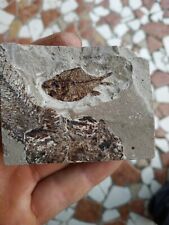 Fossil fish pesce usato  Valdastico