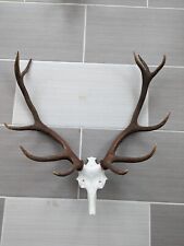Red deer stag for sale  Fort Collins