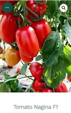 Tomato plants 9cm for sale  OKEHAMPTON