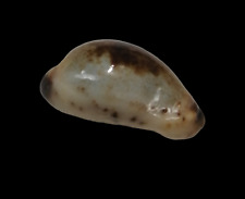 Conchiglia shell cypraea usato  San Cesareo