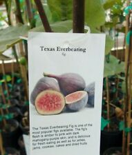 Texas everbearing fig for sale  Ben Wheeler