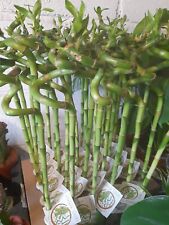 Lucky bamboo spiral for sale  EGHAM