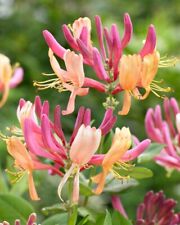 Lonicera american beauty for sale  GAINSBOROUGH