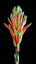 Aloe aculeata cactus usato  Napoli
