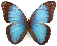 Morpho helenor charapensis gebraucht kaufen  München