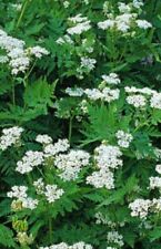 Sweet cicely seeds. for sale  ALSTON