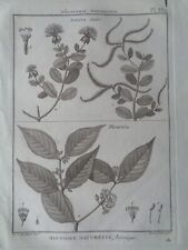 Botanique gravure ancienne d'occasion  Douarnenez