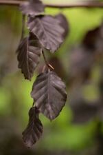 Fagus sylvatica purple gebraucht kaufen  Westerstede