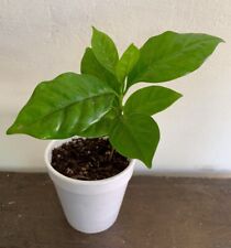 Coffee arabic plants for sale  USA