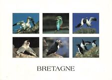 Bretagne oiseaux d'occasion  France