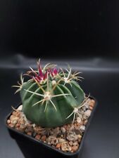 Ferocactus Macrodiscus Mexican Cactus Plant Shown In 5cm Pot for sale  CLACTON-ON-SEA
