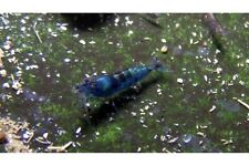 Blue sapphire shrimp for sale  Sarasota