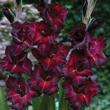 Gladioli corms black for sale  IPSWICH