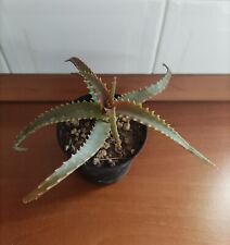 Aloe arborescens usato  Lentini