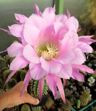 Cactus cactus echinopsis usato  Spedire a Italy