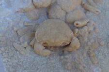 Travertine crab fossil for sale  Towanda