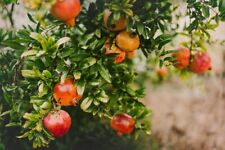 Granatapfel tendral valencia gebraucht kaufen  Wurzen