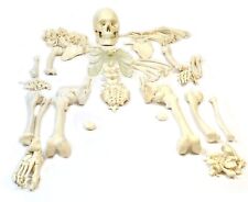 Modelo de esqueleto humano desarticulado bilateral conjunto ósseo desarticulado 5 pés comprar usado  Enviando para Brazil