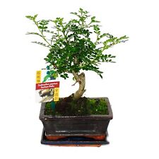 Bonsai szechuan pfeffer gebraucht kaufen  Zweibrücken