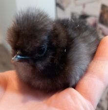 Mixed colour silkie for sale  STAFFORD