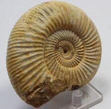 Ammonite perisphinctes madagas for sale  RINGWOOD