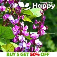 Hyacinth bean selected for sale  Shipping to Ireland