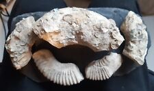 Fossille amonite jurassic d'occasion  Senlis