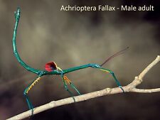 Two achrioptera fallax for sale  LUTON