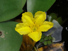 Water fringe nymphoides for sale  Shipping to Ireland