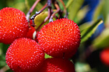 Arbutus unedo corbezzolo usato  Napoli