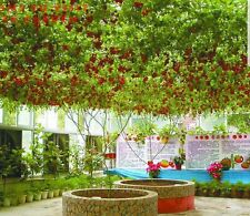 Tomato giant tree for sale  GLOUCESTER