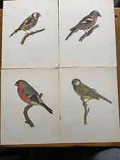 antique bird prints for sale  HARTLEPOOL