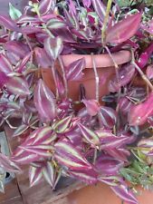 1 pianta di TRADESCANTIA ZEBRINA PURPLE RARA anche in vaso + Un Omaggio , usato usato  Barcellona Pozzo Di Gotto