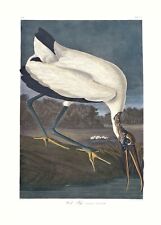 Audubon wood ibis for sale  Jacksonville