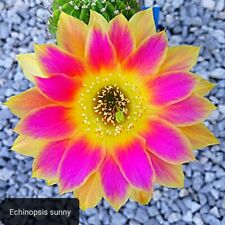 Echinopsis sunny its usato  Tramonti