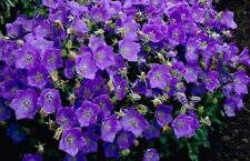 5000 seeds campanula for sale  READING