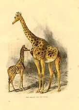 Animali selvatici giraffa usato  Latina