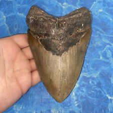 Megalodon shark tooth for sale  Charlotte