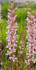 Pack 250 francoa for sale  UK