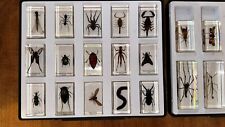 Bugs insects resin for sale  KILMARNOCK