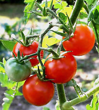 Graines tomate arbustive d'occasion  Sanary-sur-Mer