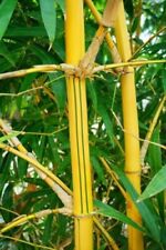 Hawaiian gold bamboo for sale  Hawthorne
