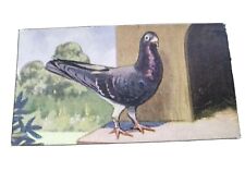 Rare racing pigeon for sale  KILGETTY