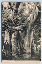 Baobab Tree  BARBADOS Postcard, used for sale  Shipping to South Africa