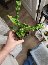 Lecanopteris balgooyi rhizome for sale  Lafayette