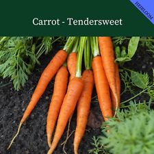 Carrot tendersweet 3000 for sale  SALISBURY